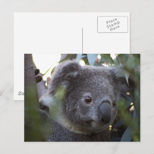 コアラ ポストカード (正面/裏面)