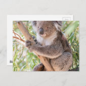コアラ ポストカード (正面/裏面)