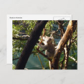 コアラ ポストカード (正面/裏面)