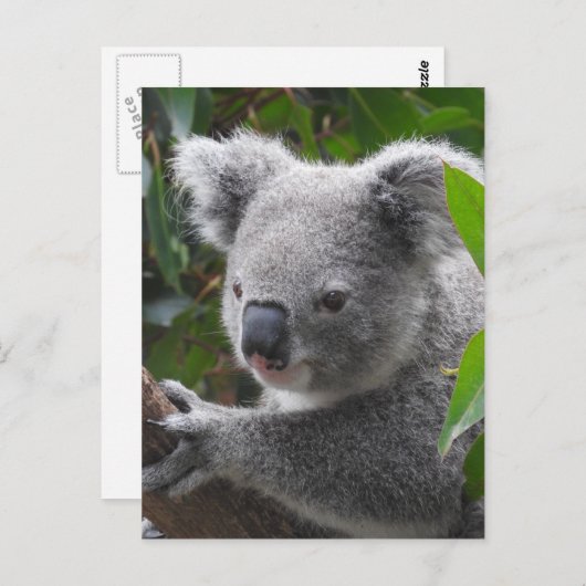 コアラ ポストカード (正面/裏面)