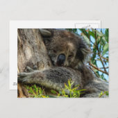 コアラ ポストカード (正面/裏面)
