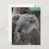 コアラ ポストカード (正面/裏面)