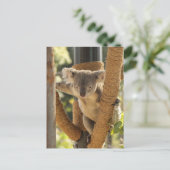 コアラ ポストカード (スタンド正面)