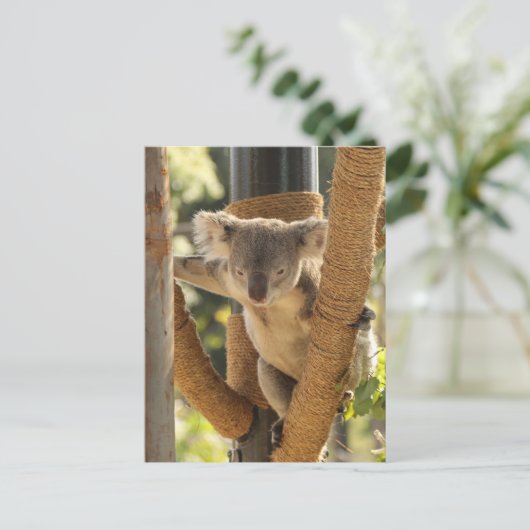 コアラ ポストカード (スタンド正面)