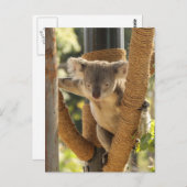 コアラ ポストカード (正面/裏面)