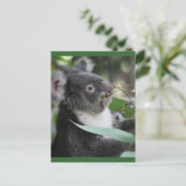 コアラ ポストカード (スタンド正面)