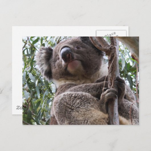 コアラ ポストカード (正面/裏面)
