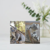 コアラ ポストカード (スタンド正面)