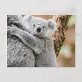 コアラ ポストカード (正面)