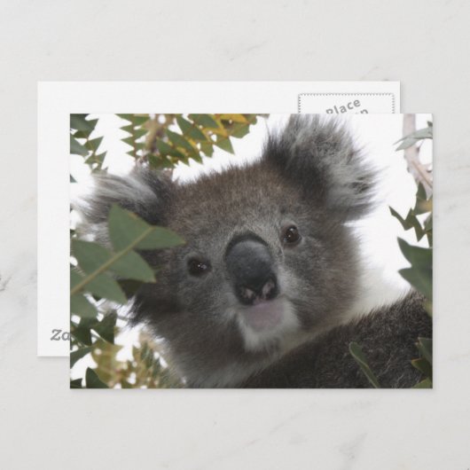 コアラ ポストカード (正面/裏面)