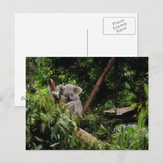 コアラ ポストカード (正面/裏面)