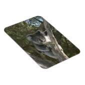 コアラ マグネット (右側)