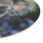 コアラ、(Phascolarctos cinereus)、オーストラリア、 カッティングボード (角)