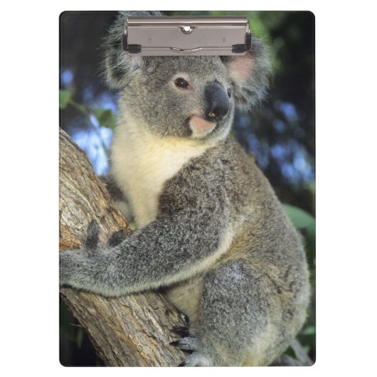 コアラ、(Phascolarctos cinereus)、オーストラリア、 クリップボード (正面)
