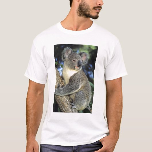 コアラ、(Phascolarctos cinereus)、オーストラリア、 Tシャツ (正面)
