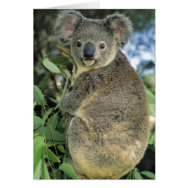 コアラ、(Phascolarctos cinereus)、絶滅危惧種、 (正面)