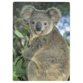 コアラ、(Phascolarctos cinereus)、絶滅危惧種、 クリップボード (裏面)