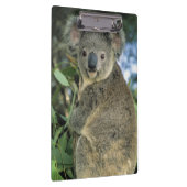 コアラ、(Phascolarctos cinereus)、絶滅危惧種、 クリップボード (右)