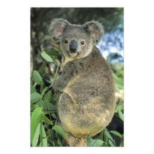 コアラ、(Phascolarctos cinereus)、絶滅危惧種、 フォトプリント