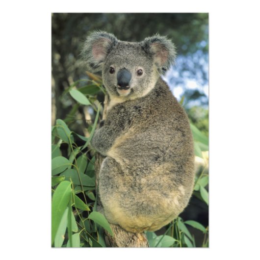 コアラ、(Phascolarctos cinereus)、絶滅危惧種、 フォトプリント (正面)