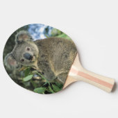 コアラ、Phascolarctos cinereus)、絶滅危惧種、 卓球ラケット (横)