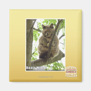 コアラKitteh マグネット