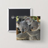 コアラPhascolarctos cinereusクイーンズランド。 缶バッジ (正面&裏面)