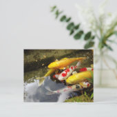 コイのじゅうたんが詰まった日本の水路 ポストカード (スタンド正面)