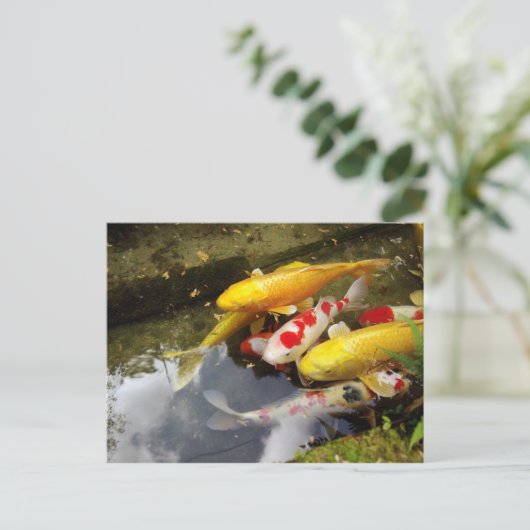 コイのじゅうたんが詰まった日本の水路 ポストカード (スタンド正面)