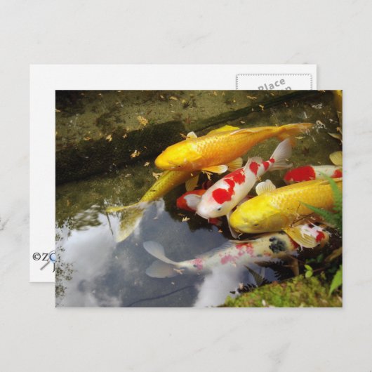 コイのじゅうたんが詰まった日本の水路 ポストカード (正面/裏面)