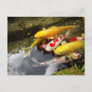 コイのじゅうたんが詰まった日本の水路 ポストカード
