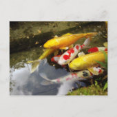 コイのじゅうたんが詰まった日本の水路 ポストカード (正面)