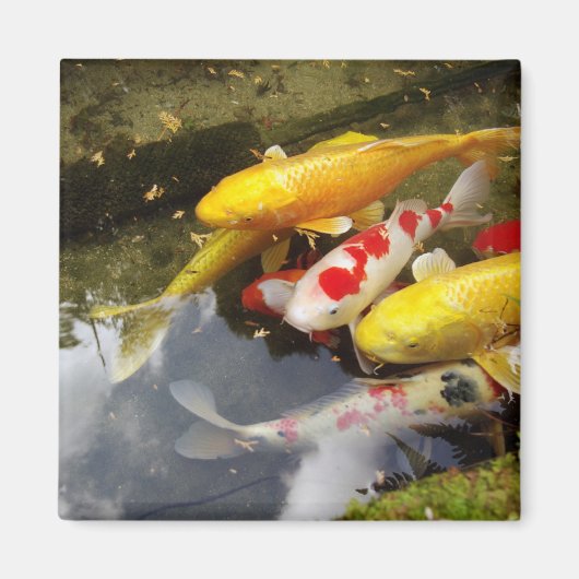 コイのじゅうたんが詰まった日本の水路 マグネット (正面)