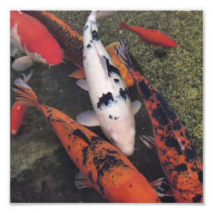 コイの魚 フォトプリント