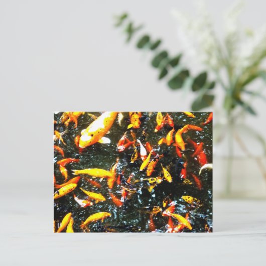 コイの魚 ポストカード (スタンド正面)