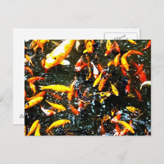 コイの魚 ポストカード (正面/裏面)