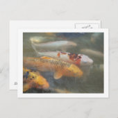 コイはがき ポストカード (正面/裏面)