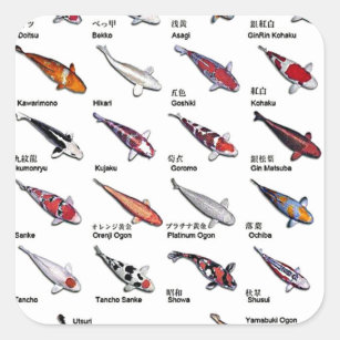 コイカラフル魚錦鯉スケッチの品種 スクエアシール