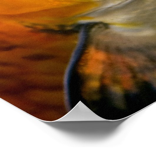 コイカルプス ポスター (角)