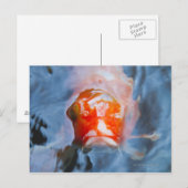 コイカープ(Cyprinus carpio), Japan ポストカード (正面/裏面)