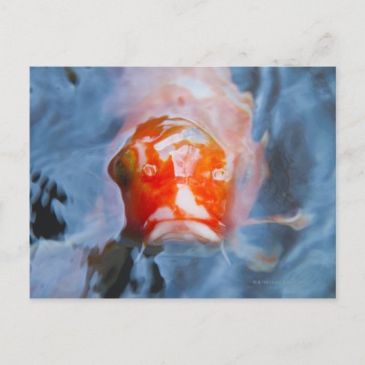 コイカープ(Cyprinus carpio), Japan ポストカード (正面)