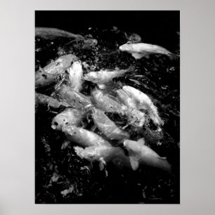 コイフィッシュ食べ物を与えインA's Frenzy, Oahu B&W ポスター