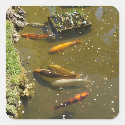 コイフィッシュ#3ステッカー スクエアシール (正面)