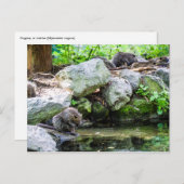 コイプス葉書 ポストカード (正面/裏面)