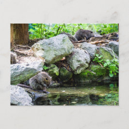 コイプス葉書 ポストカード