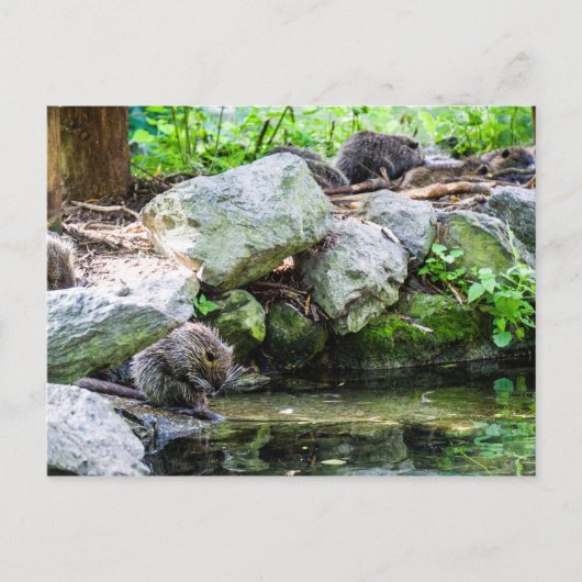 コイプス葉書 ポストカード (正面)