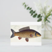コイプレートXVI from 'Ichthyologi ポストカード (スタンド正面)