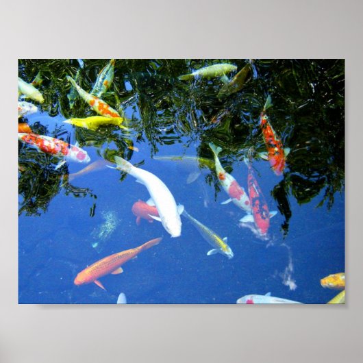 コイポスター ポスター (正面)