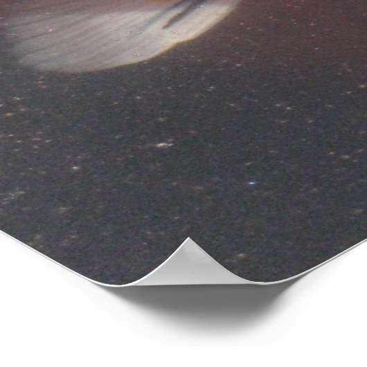 コイポスター ポスター (角)