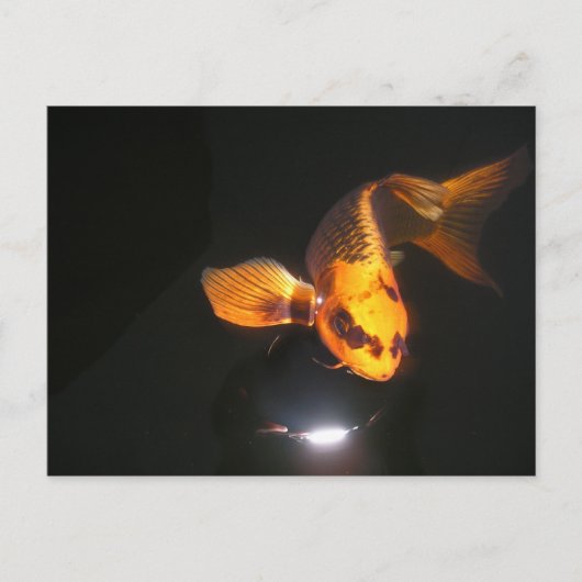 コイポストカード未切り取り ポストカード (正面)